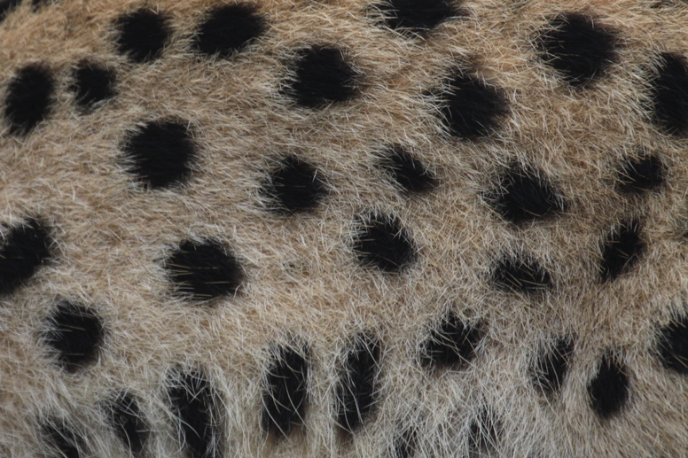 serval spots